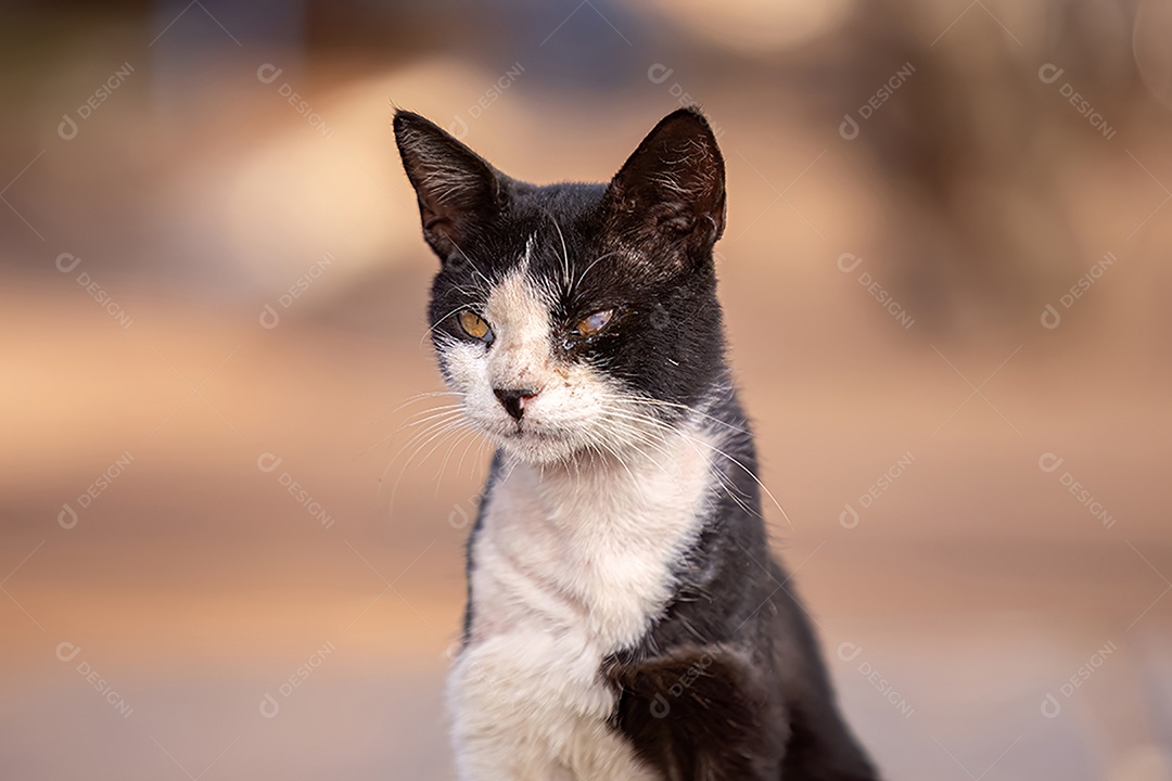 Gato doméstico animal felino abandonado
