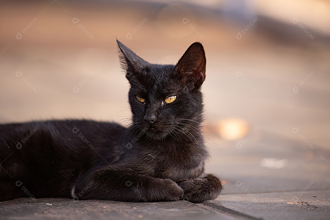 Gato doméstico animal felino abandonado