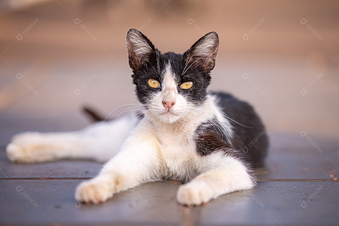 Gato doméstico animal felino abandonado