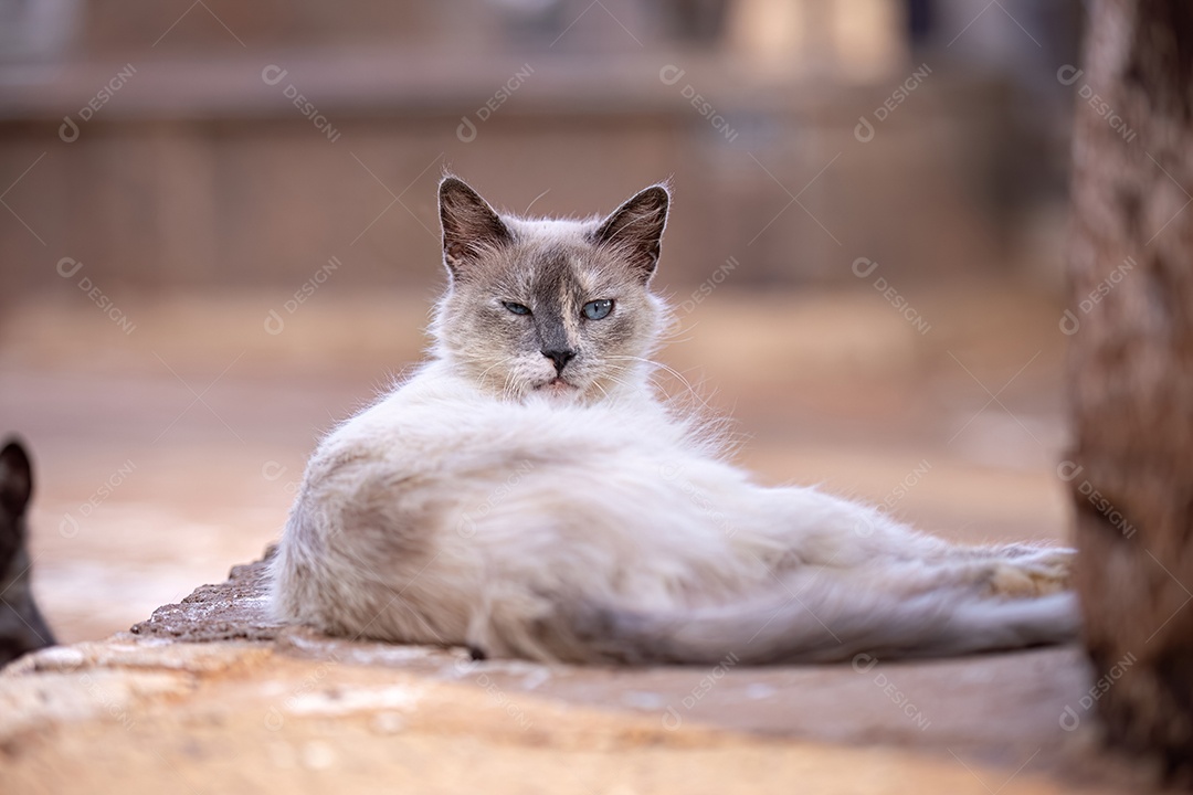 Gato doméstico animal felino abandonado