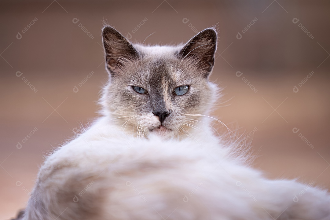 Gato doméstico animal felino abandonado
