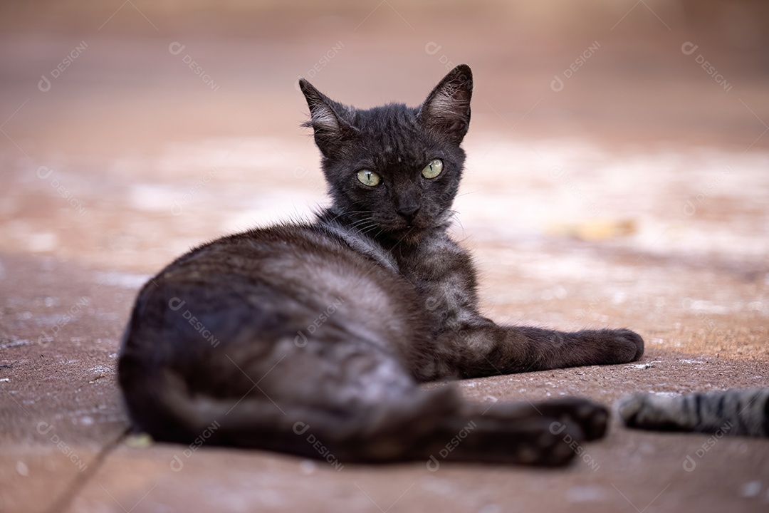 Gato doméstico animal felino abandonado