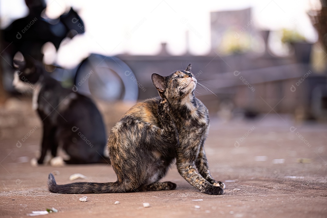 Gato doméstico animal felino abandonado