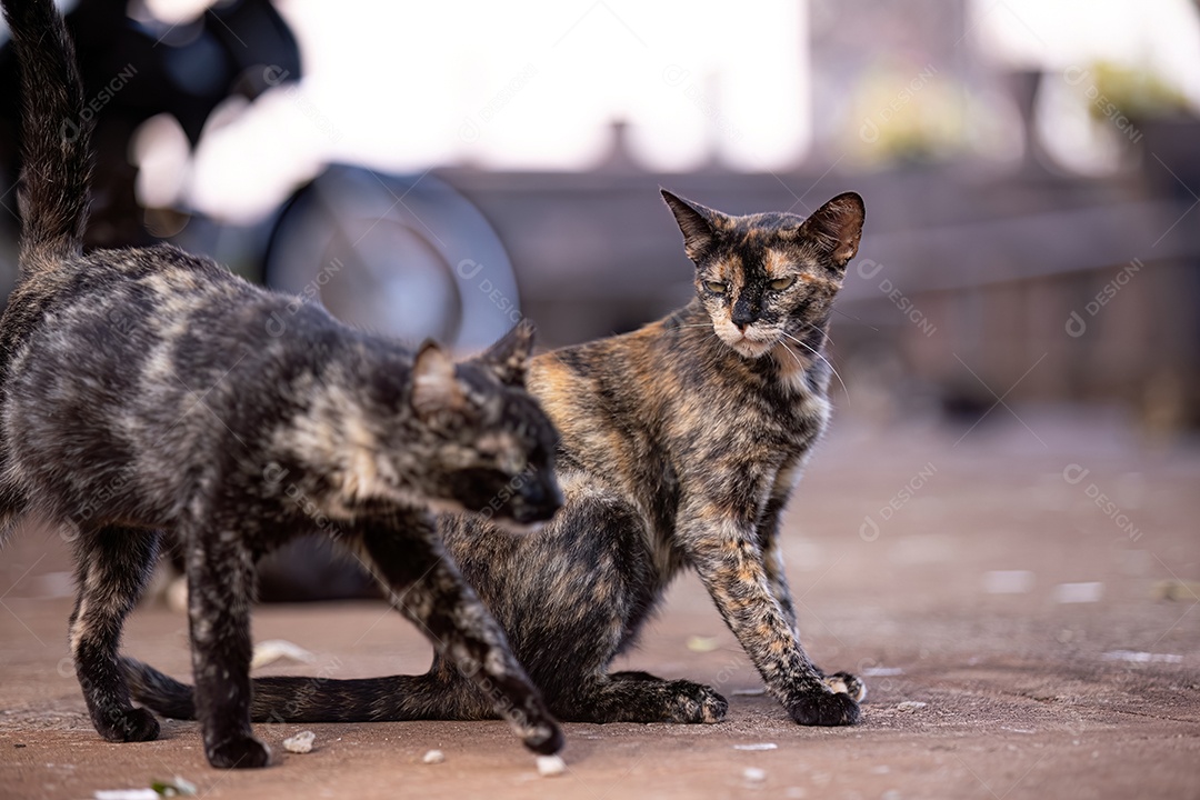 Gato doméstico animal felino abandonado