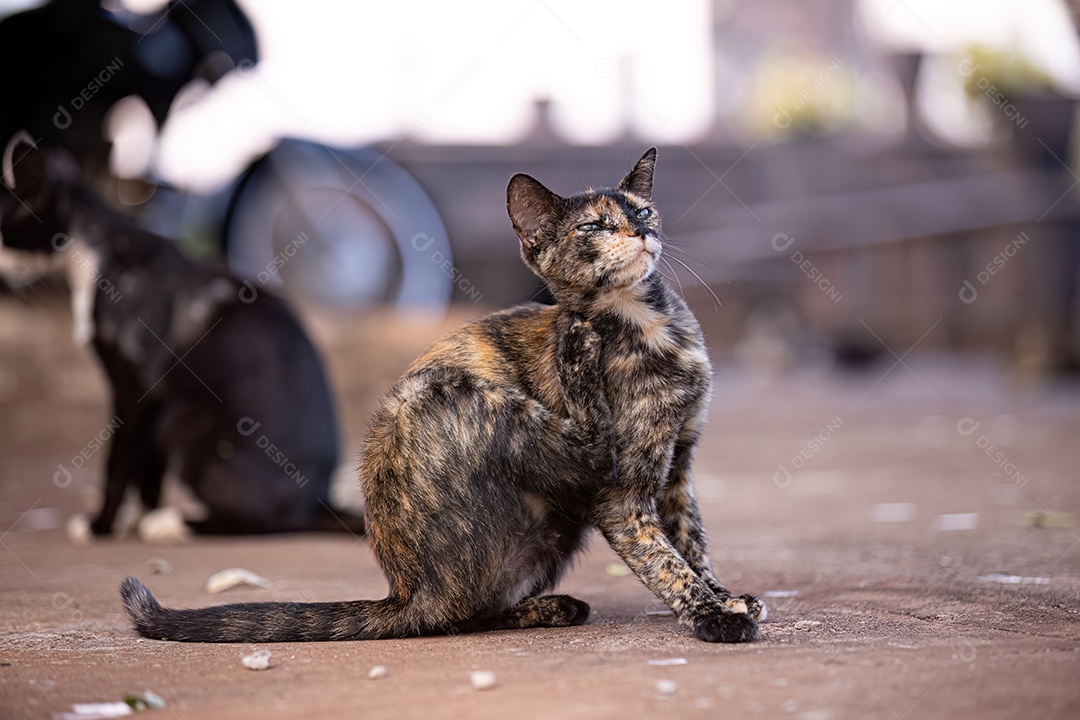 Gato doméstico animal felino abandonado