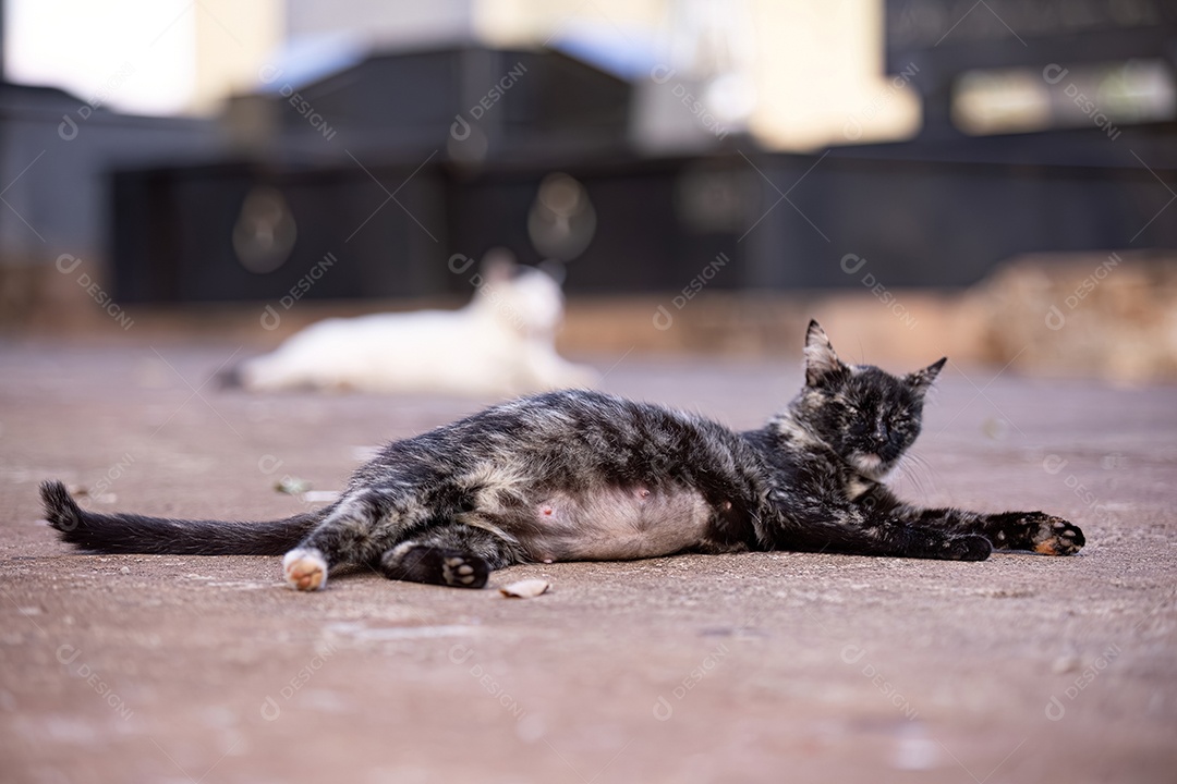 Gato doméstico animal felino abandonado