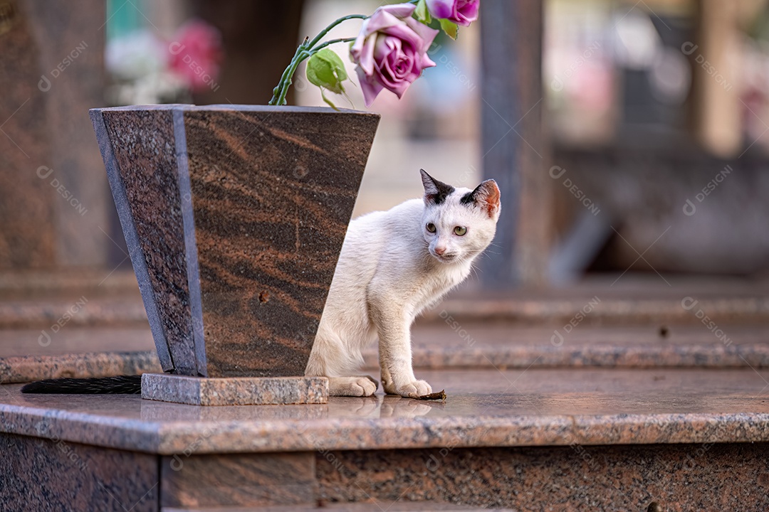Gato doméstico animal felino abandonado