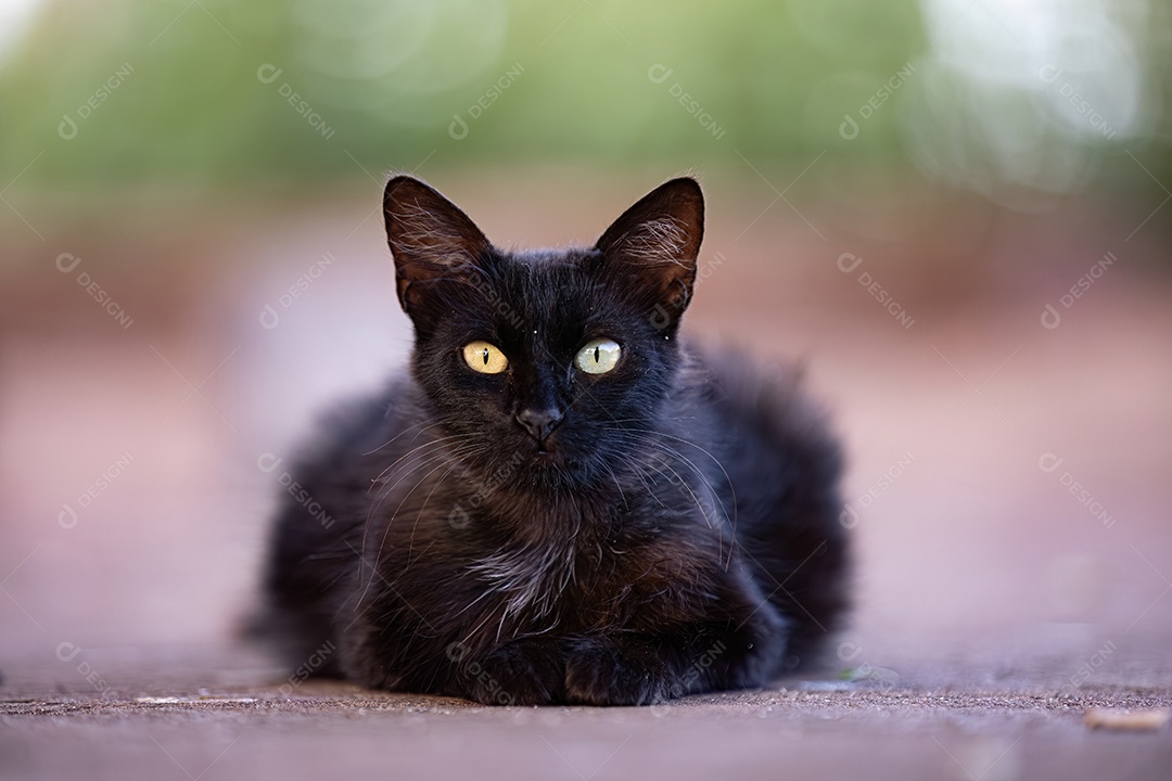 Gato doméstico animal felino abandonado