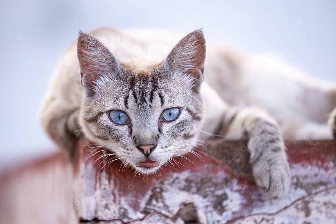 Gato doméstico animal felino abandonado