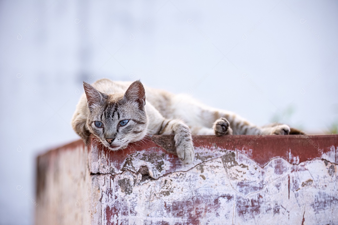 Gato doméstico animal felino abandonado