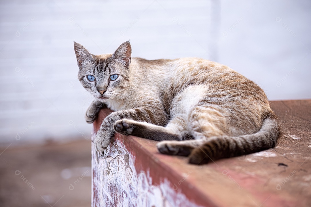 Gato doméstico animal felino abandonado