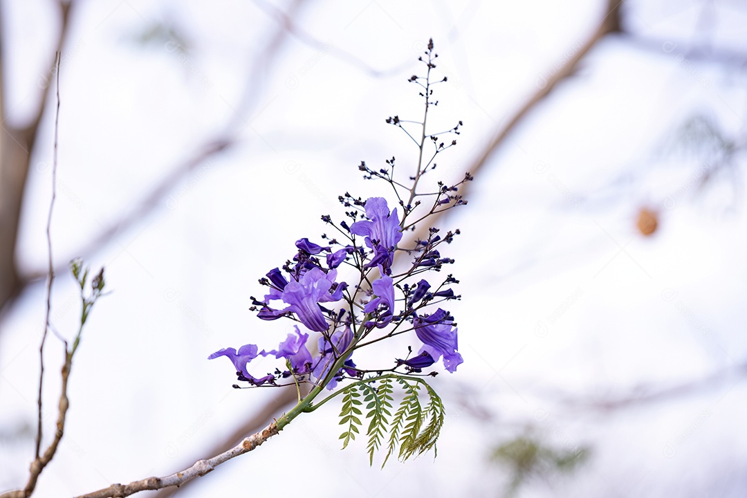 Jacarandá Azul da espécie Jacaranda mimosifolia com flores