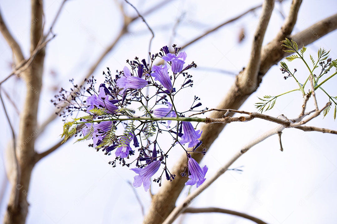 Jacarandá Azul da espécie Jacaranda mimosifolia com flores