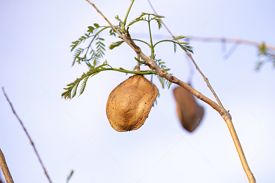 Jacarandá Azul Frutos da espécie Jacaranda mimosifolia