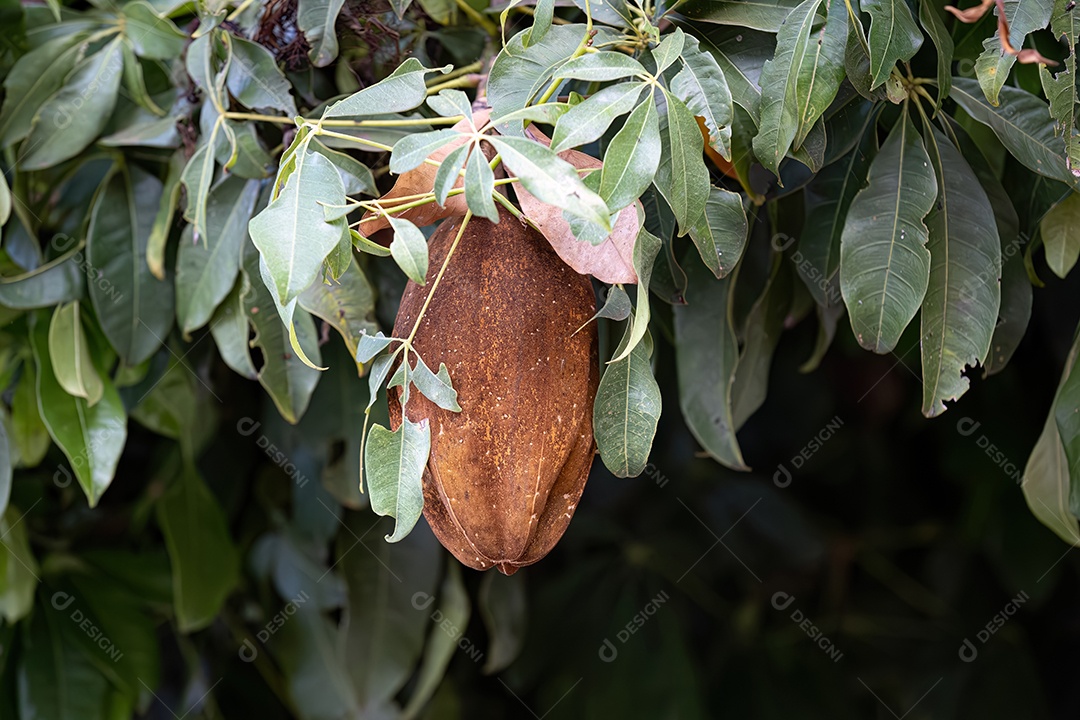 Árvore de Provisão Brasileira Frutífera da espécie Pachira Aquatica