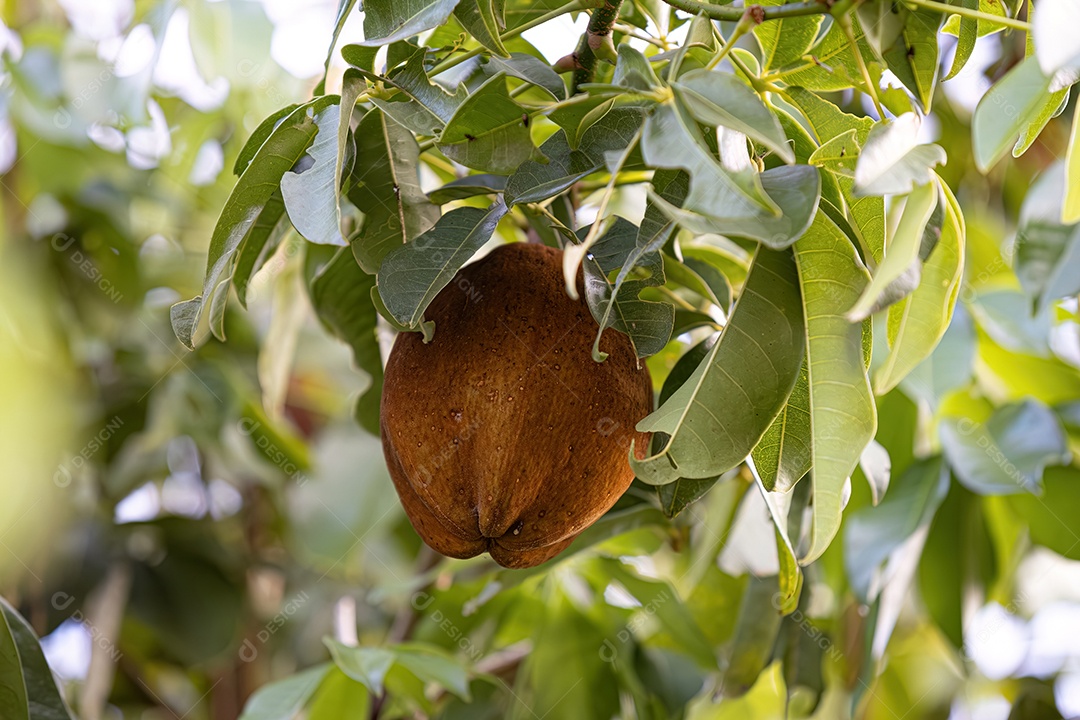 Árvore de Provisão Brasileira Frutífera da espécie Pachira Aquatica