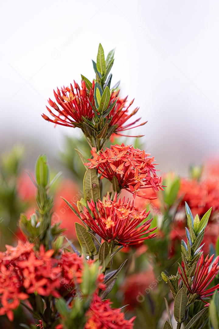 Flor da planta chama da selva vermelha