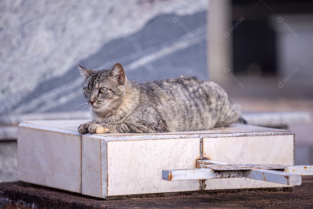 Gato doméstico animal felino abandonado