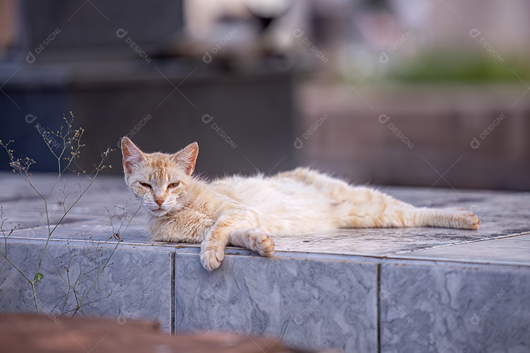 Gato doméstico animal felino abandonado