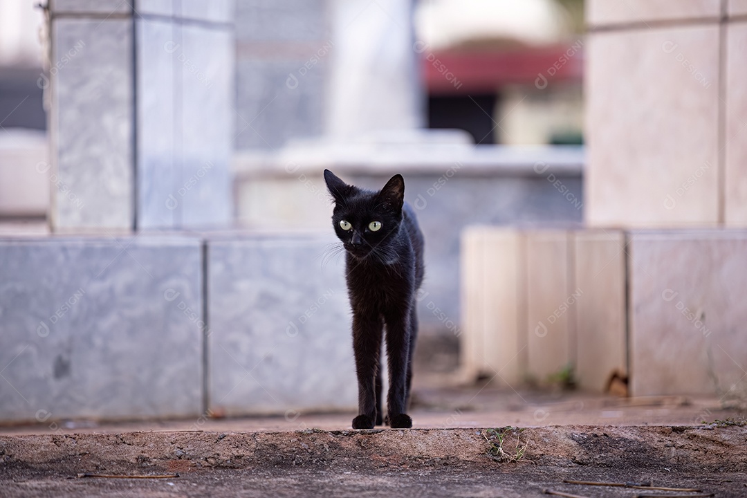 Gato doméstico animal felino abandonado