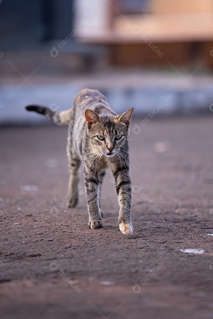 Gato doméstico animal felino abandonado
