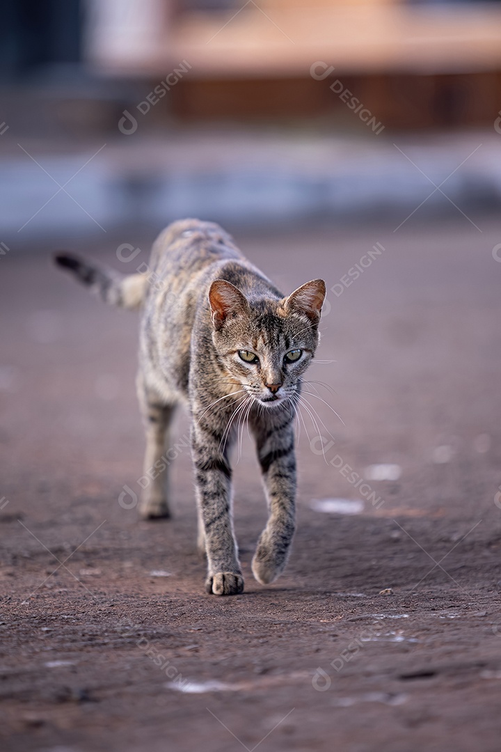 Gato doméstico animal felino abandonado