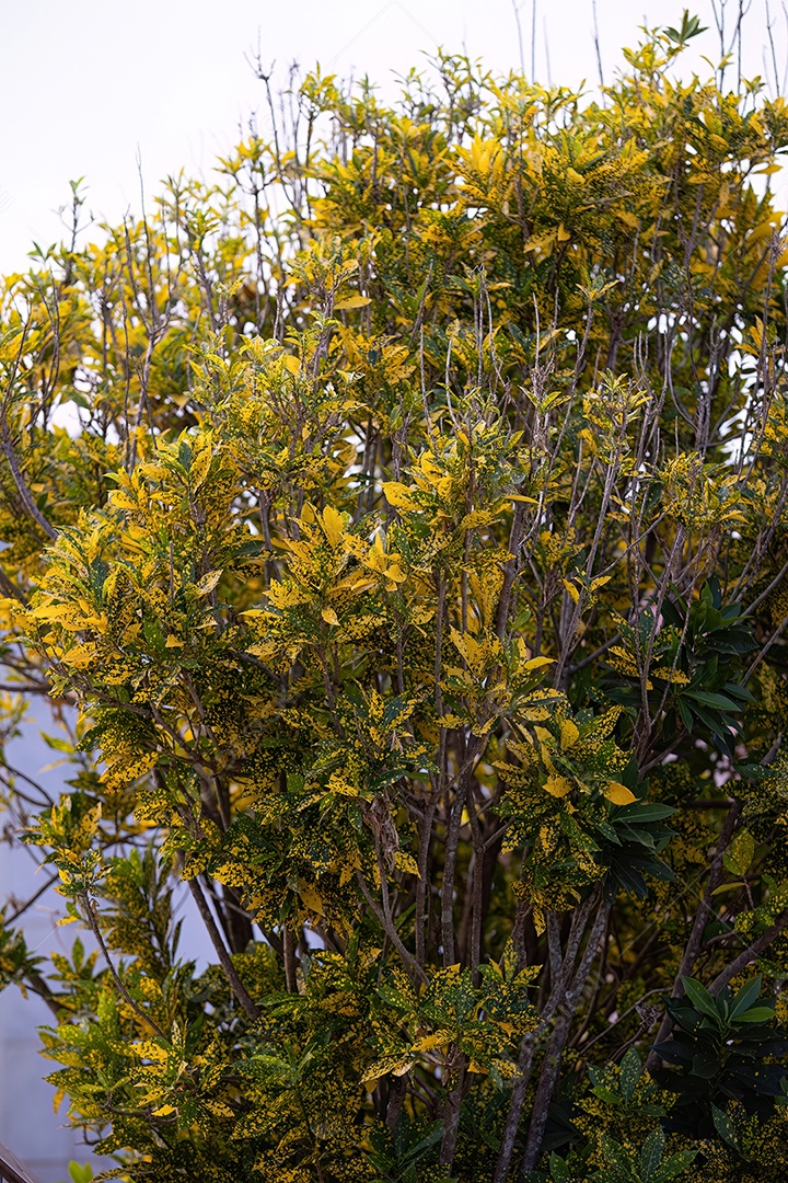 Planta Croton Variegada da espécie Codiaeum variegatum