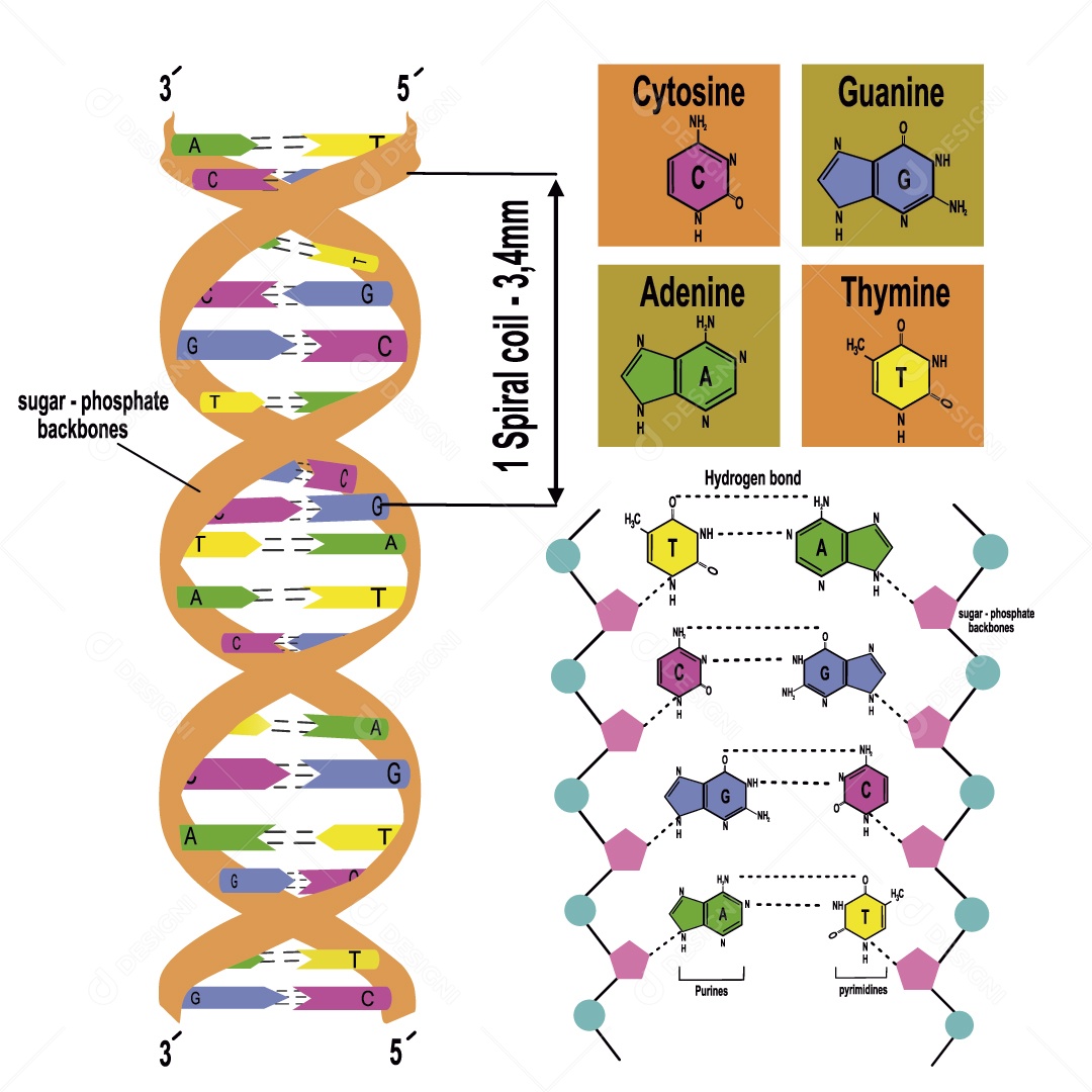 Estrutura do DNA Ilustração Vetor EPS