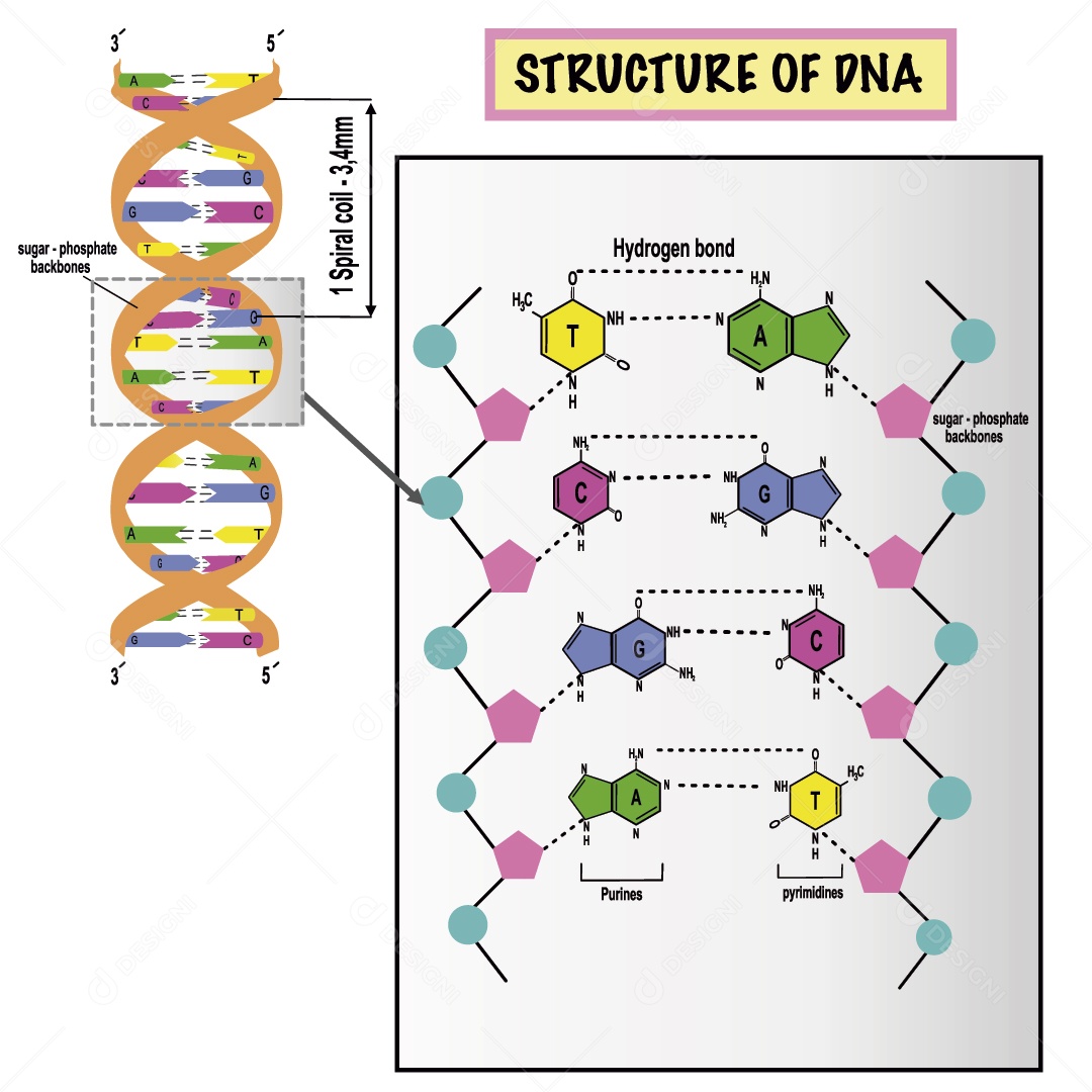 Estrutura do DNA Ilustração Vetor EPS