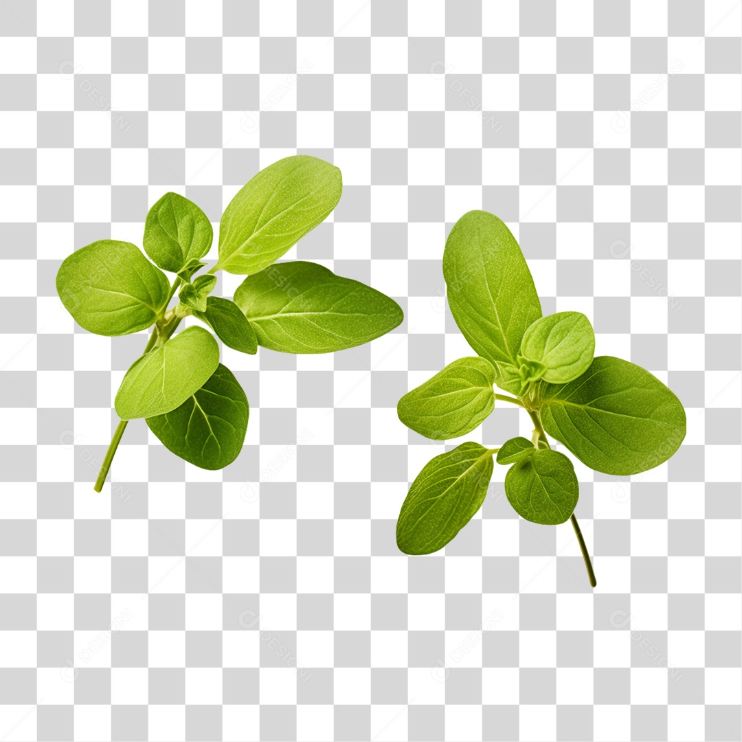 Verduras Legumes e Frutas Orégano PNG Transparente