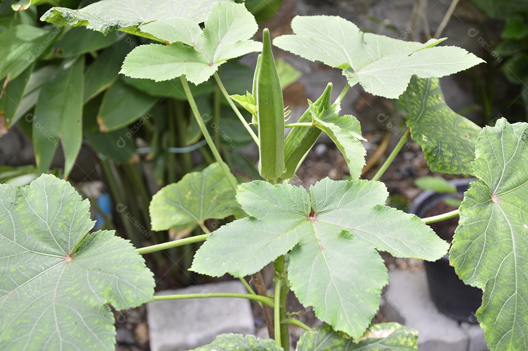 Quiabo é uma planta que pode ser usada como erva medicinal