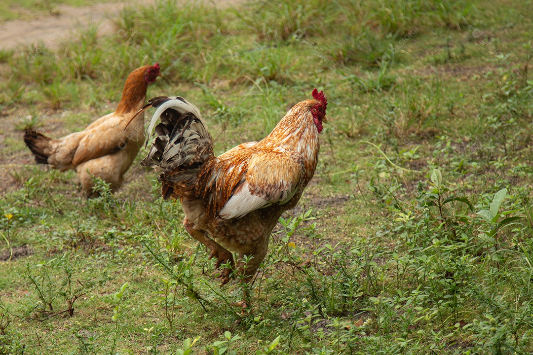 Galinha caipira em pasto com grama natural.