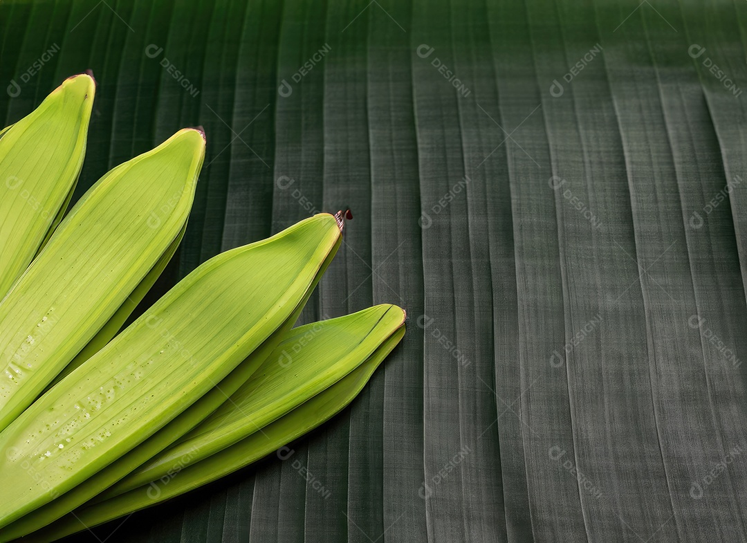 Folha de bananeira em branco tradicional com especiarias