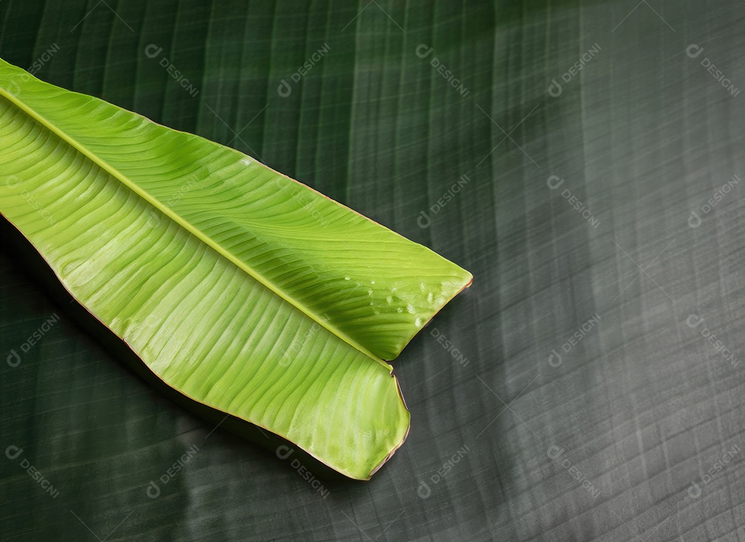 Folha de bananeira em branco tradicional com especiarias