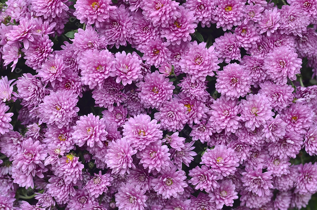 Jardinagem e floricultura. Grande grupo de flores anuais de crisântemo roxo. Vista do topo. Orquídea magenta cor da moda