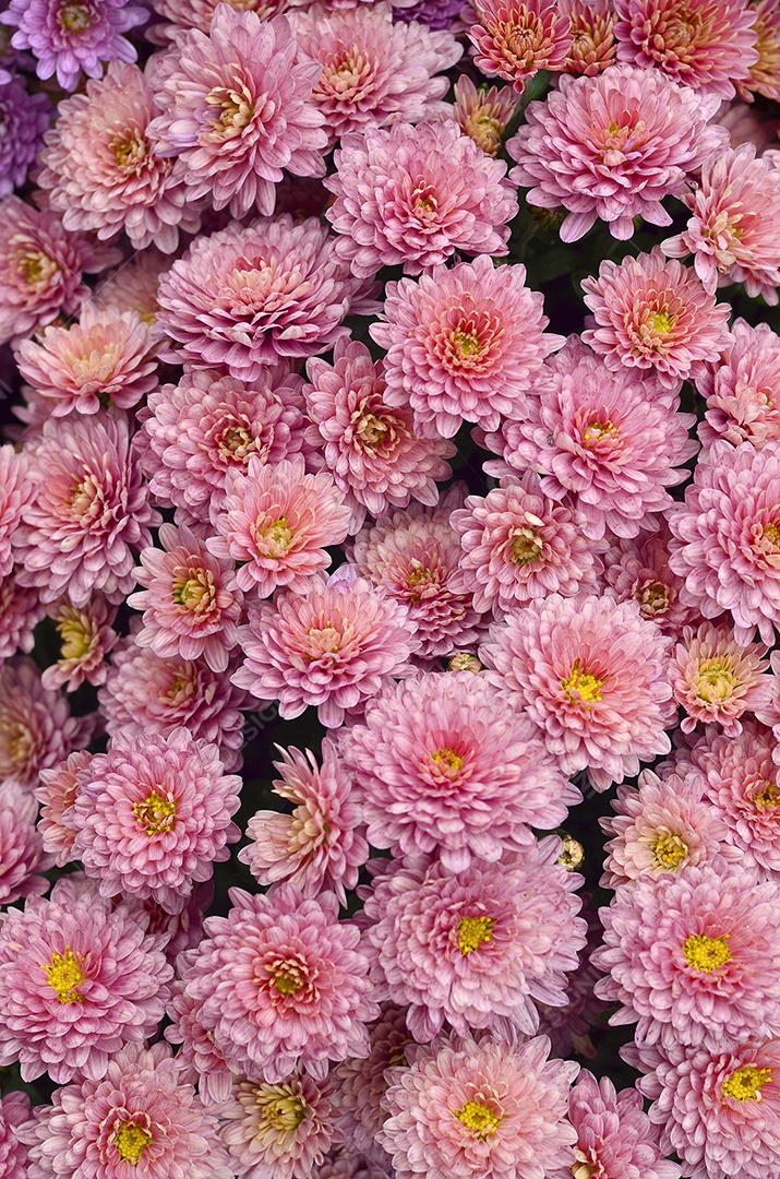 Jardinagem e floricultura. Grande grupo de flores anuais de crisântemo rosa.