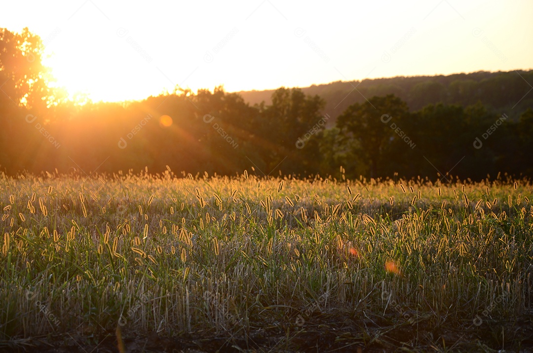Paisagem de campo durante o pôr do sol após queimar a grama do ano passado.