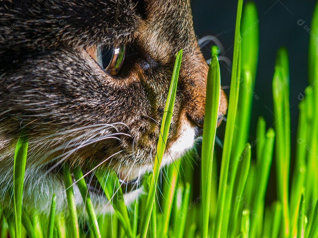 Gato comendo grama fresca