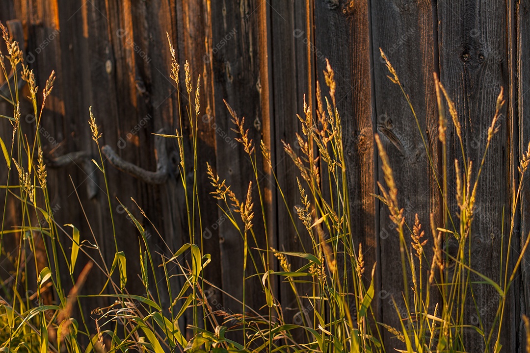 Agulhas de pinheiro verdes na floresta ensolarada 1