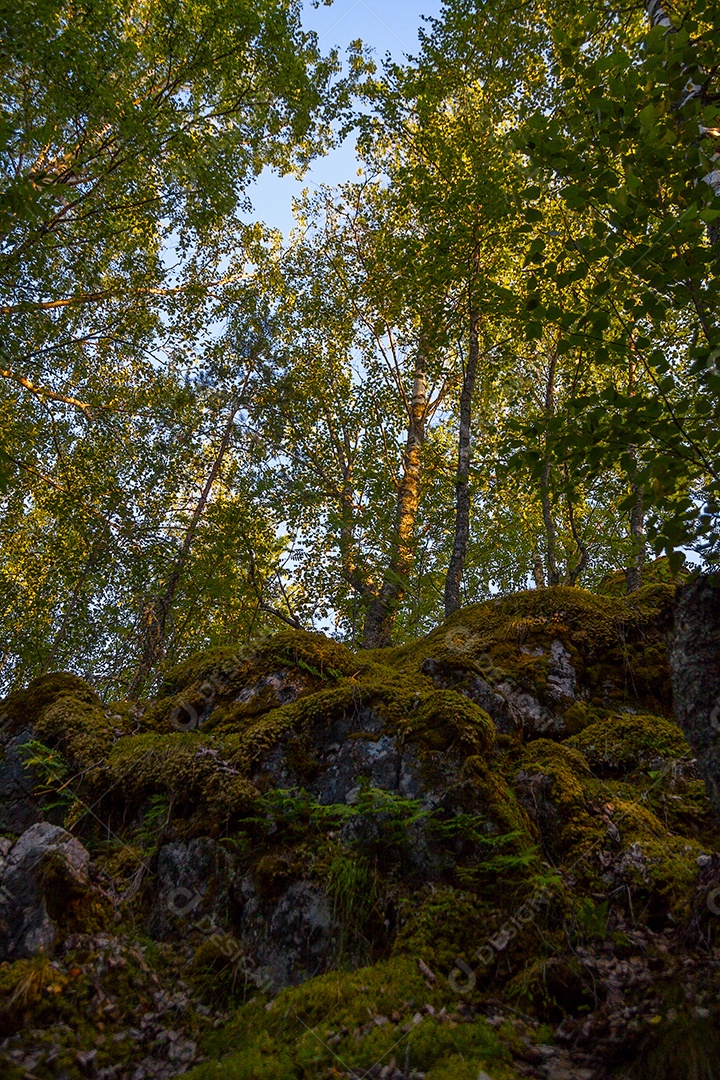 Dentro da floresta mista da Carélia de verão