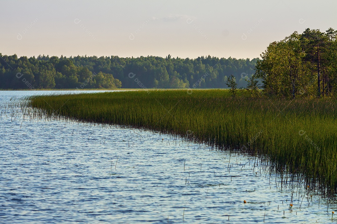 Lago da Carélia com borda de floresta