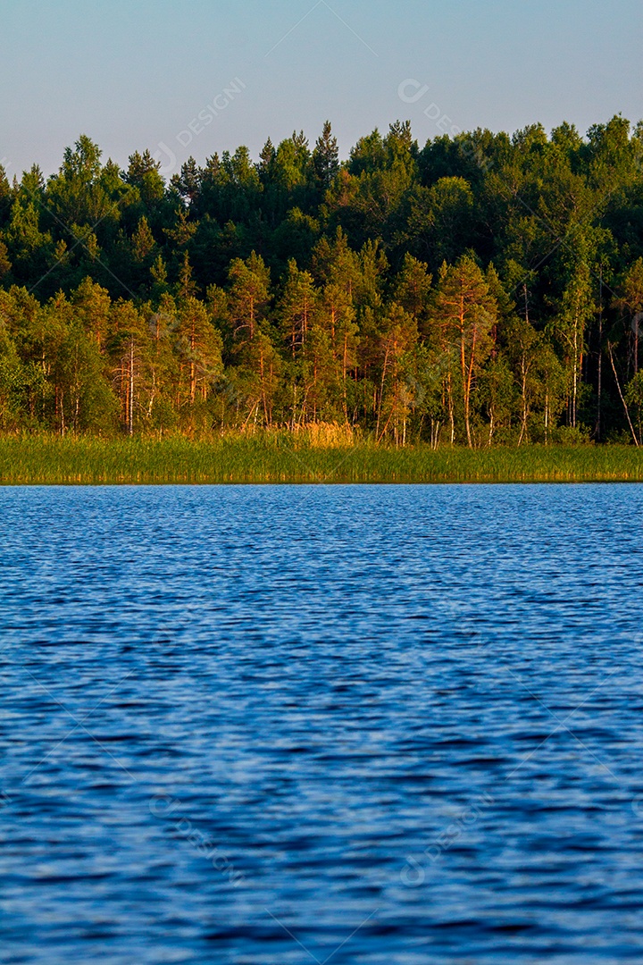 Lago da Carélia com borda de floresta