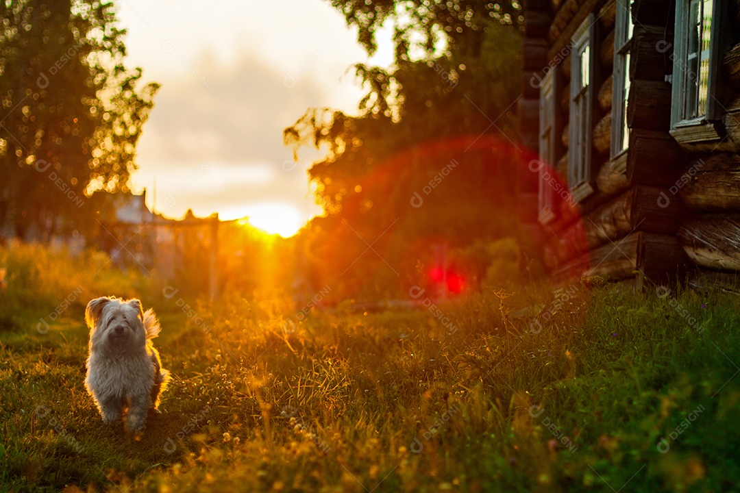 Cachorro de colo ao pôr do sol na aldeia