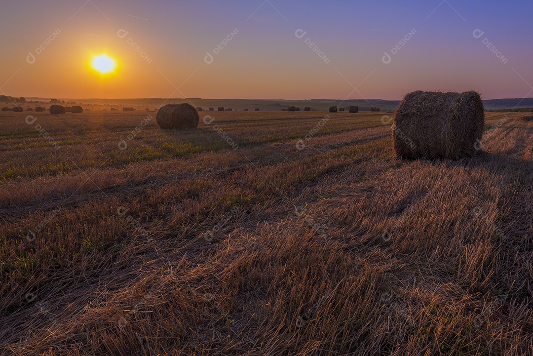 Rick campo na luz dourada do pôr do sol
