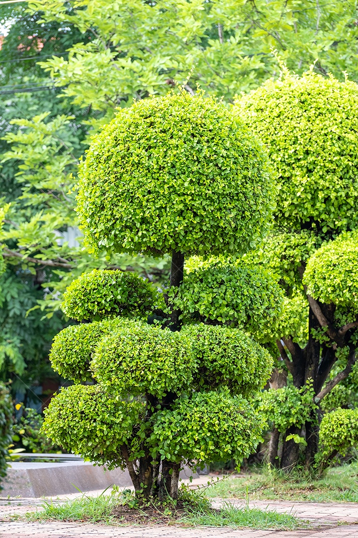 Lindo arbusto com folhas verdes