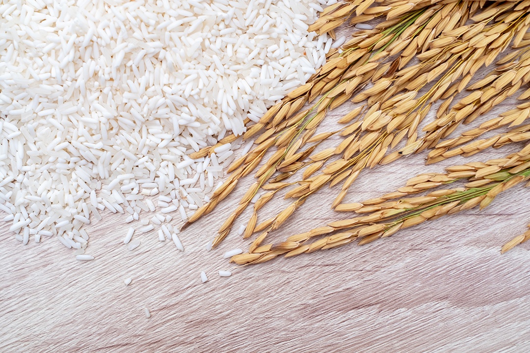 Grãos de arroz branco em tigelas brancas, orelhas e sementes de arroz branco colocadas na mesa de madeira moderna e fundo dourado natural