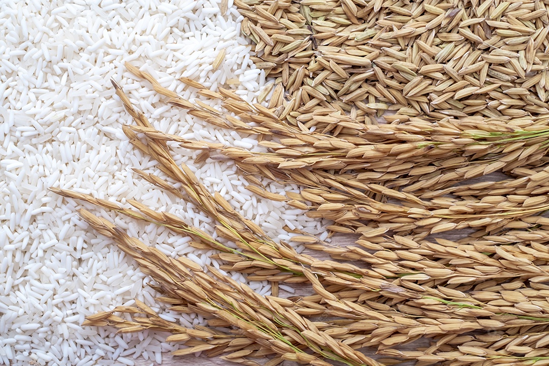 Grãos de arroz branco em tigelas brancas, orelhas e sementes de arroz branco colocadas na mesa de madeira moderna e fundo dourado natural