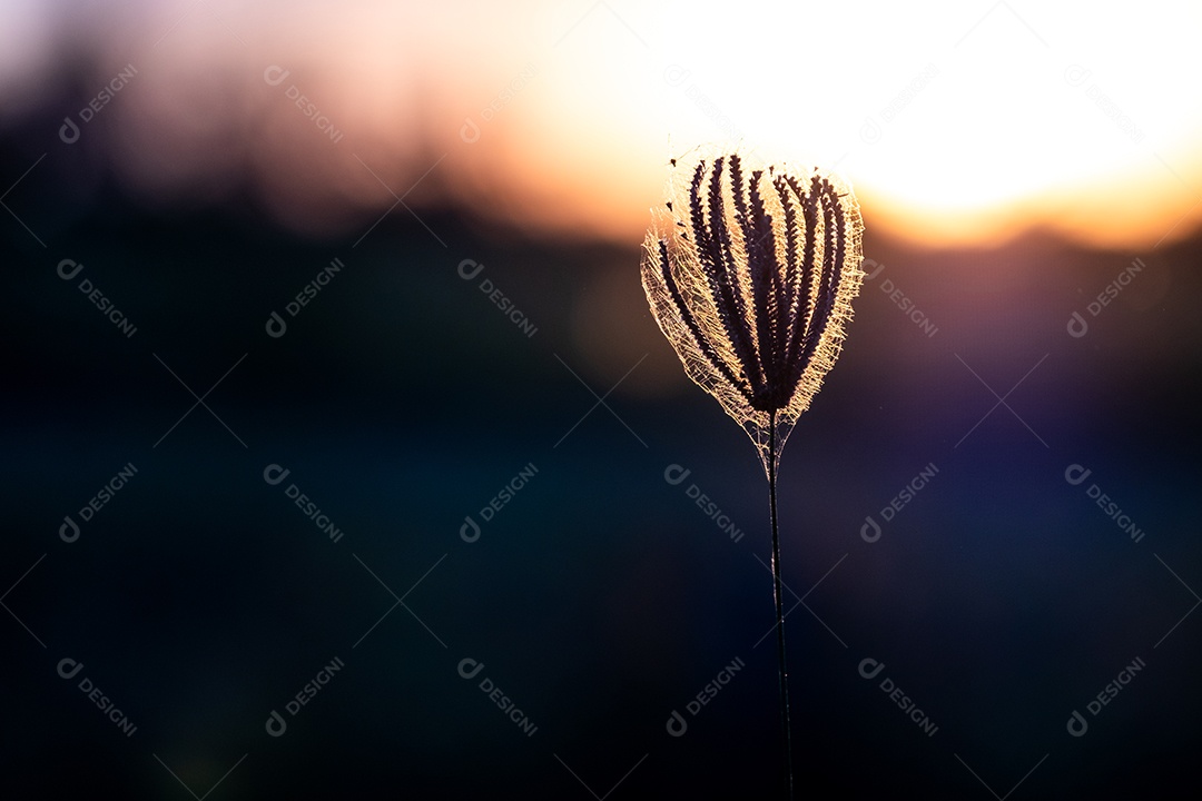 Planta em fundo de pôr do sol desfocado