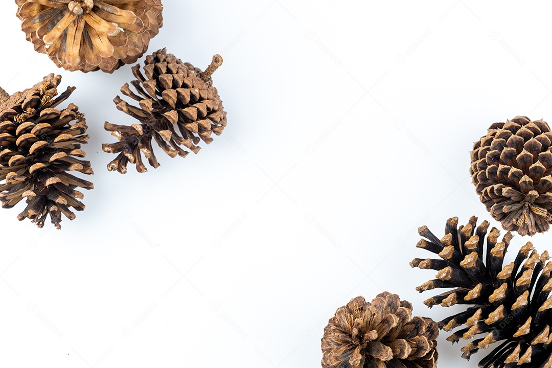 Pinhas secas isoladas no fundo branco com traçado de recorte
