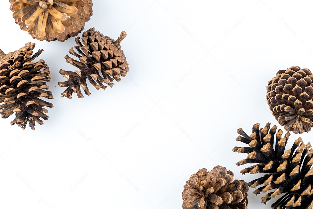 Pinhas secas isoladas no fundo branco com traçado de recorte